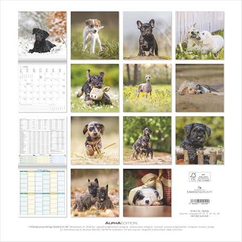 Alpha Edition - Welpen Kalender 2026 – Wandkalender 30x30 cm (30x60 cm geöffnet) – Für Hundeliebhaber – 12 süße Hundefotografien, viel Platz für Notizen, mit Feiertagen & Ferienterminen: Puppies