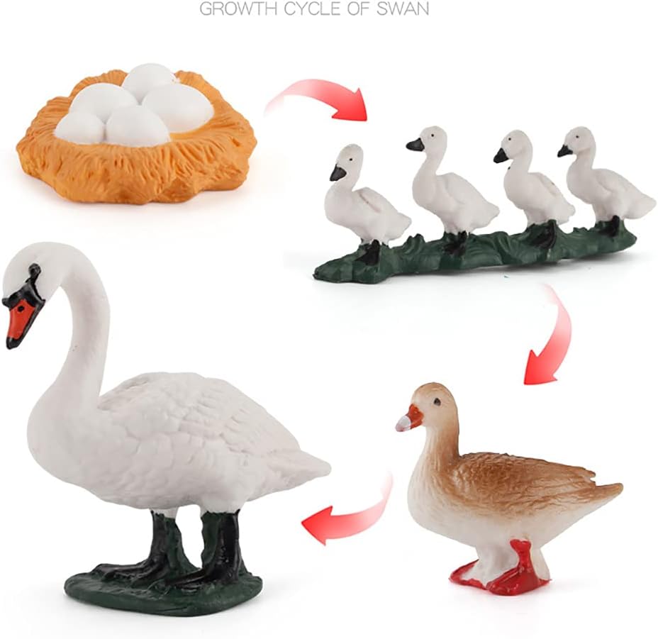 Amazon Co Jp Xixun Rbrd 8pcs 鳥 動物 置物 ライフサイクル セット ブラック スワンとホワイト スワン シミュレーション 鳥 アニマル スワン フィギュア おもちゃキット 子供の学習と教育用 おもちゃ