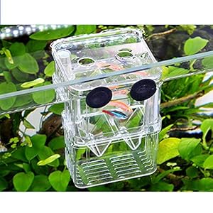 FGXY Aquariumvissen Fokdoos, Aquarium Fokken Isolatie Box, Multifunctionele Fokken Incubator Doos, Fokkerij Incubator…