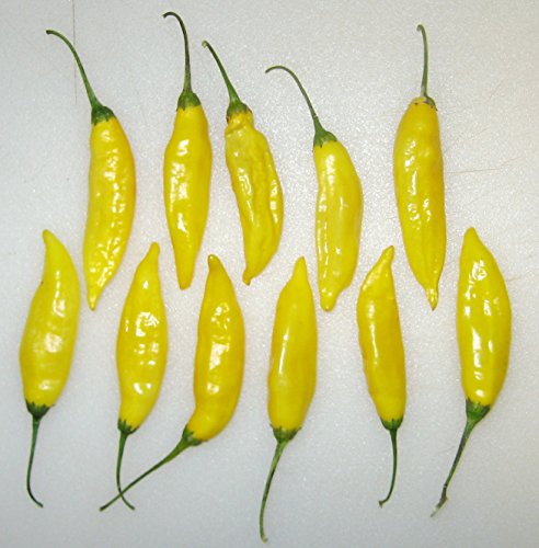 Ambizu Lime Pepper Semi Heirloom Lemon Drop/aji Lime Pepper Urlando Caldo Paquete de 50