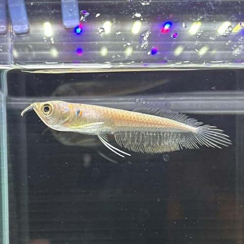 シルバーアロワナ 8-12cm 1匹 (東南アジアブリード) ※選別不可