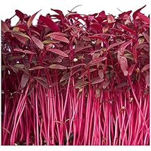 Amaranth Red Garnet 6000 Seeds Amaranthus Tricolor Heirloom - Open Pollinated - Untreated Seed