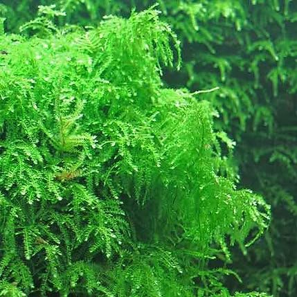 See full amazon price history chart for Maalavya Live Aquatic Plant Weeping Moss Loose Bunch For Aquarium And Plant Tank (Pack Of 2) Maalavya Live Aquatic Plant Weeping Moss Loose Bunch For Aquarium And Plant Tank (Pack Of 2) (B0D9SBKNR5) Amazon Price History, Amazon Price Tracker