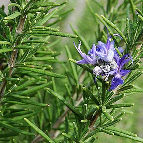 GreenWill Rosemary Seeds, Rosemary Seeds for Home Garden/Rosemary Herb Seeds for Gardening- 10 Seeds (B08XJNCTTH) Amazon Price History, Amazon Price Tracker