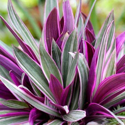 See full amazon price history chart for DIPA Tradescantia Spathacea Succulent Indoor Outdoor 1 Live Plant with Pot DIPA Tradescantia Spathacea Succulent Indoor Outdoor 1 Live Plant with Pot (B08YWS318D) Amazon Price History, Amazon Price Tracker