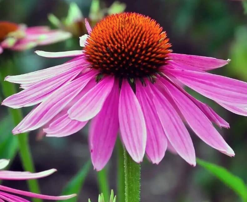 25 Seeds of Organic - ECHINACEA - ECHINACEA PURPUREA