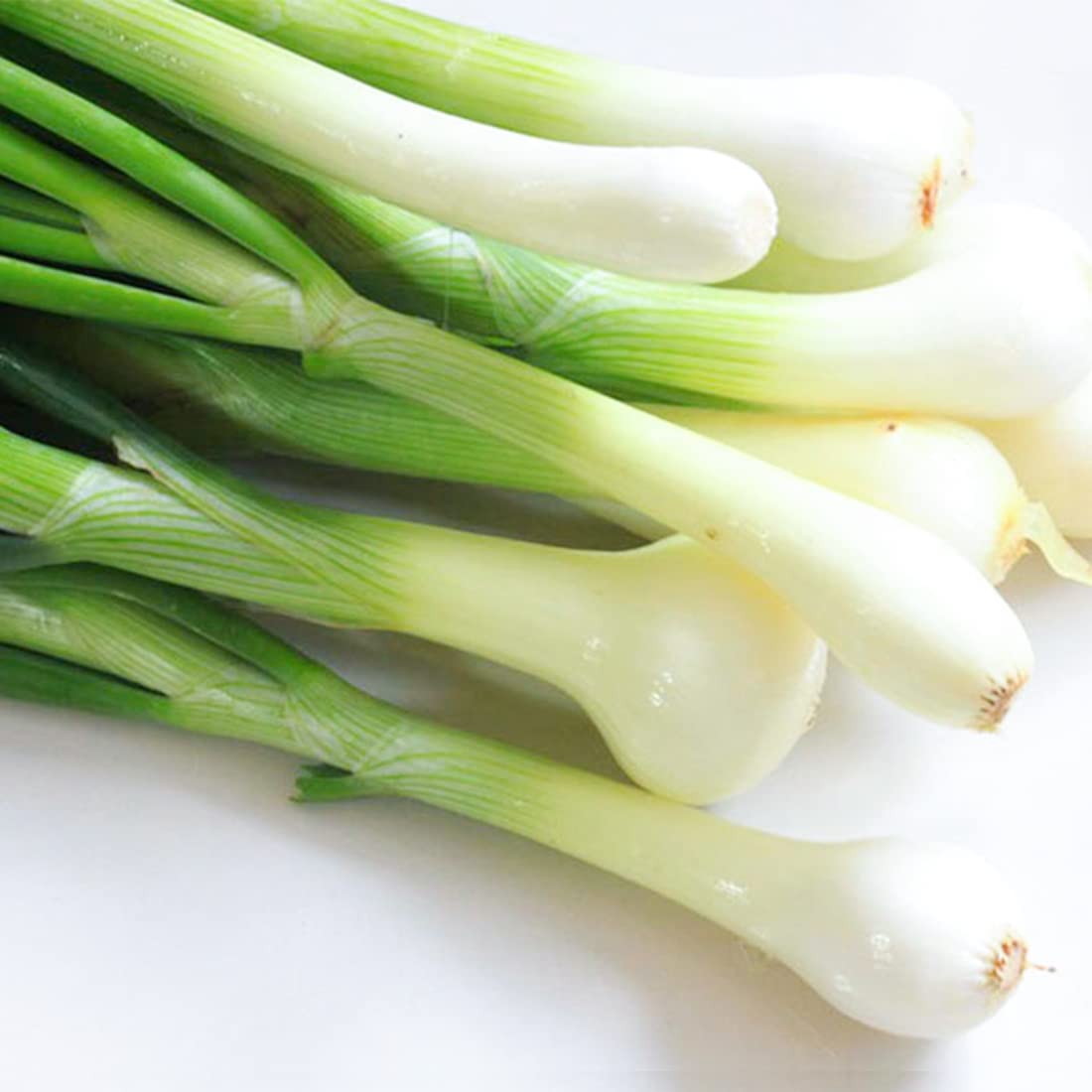 50 Mini Welsh Onion Seeds Green Bunching Perennial Bulb Spring Onion Vegetables