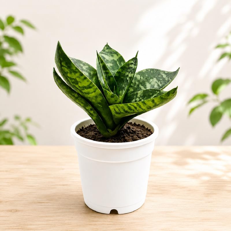 Dwarf Snake Plant Live Indoor Plant Pack of 1 with 4 Inch Grow Pot | Low Maintenance Air Purifying House Plants | Lucky Vastu Sansevieria for Home & Office-image-1