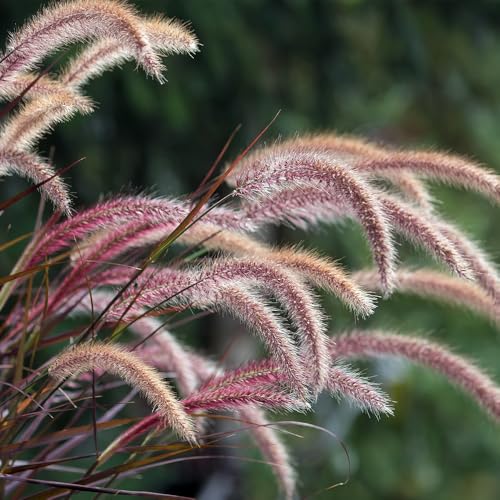 ＩＴＡＮＳＥ ペニセタム ファイヤーワークス 3号 1個売り【品種で選べる花苗・カラーリーフ】 非耐寒性多年草 (日本では一年草扱い) 別名 ペニセタム セタセウム パープルファウンテングラス パープルファウンテングラスの斑入り品種のサムネイル