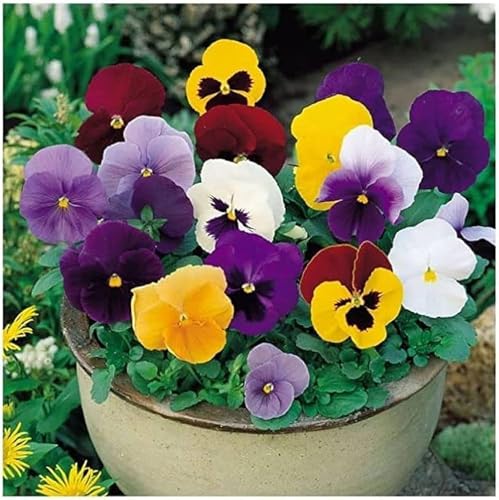 Image of Pansy Flower Seeds for Home Gardening | Winter Flower Seeds | Easy to Grow, Multicolor Blooms (Pack of 50+ Seed)