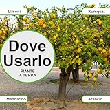 Zoom IMG-2 bioki prodigio limone gold concime Zoom IMG-2 bioki prodigio limone gold concime