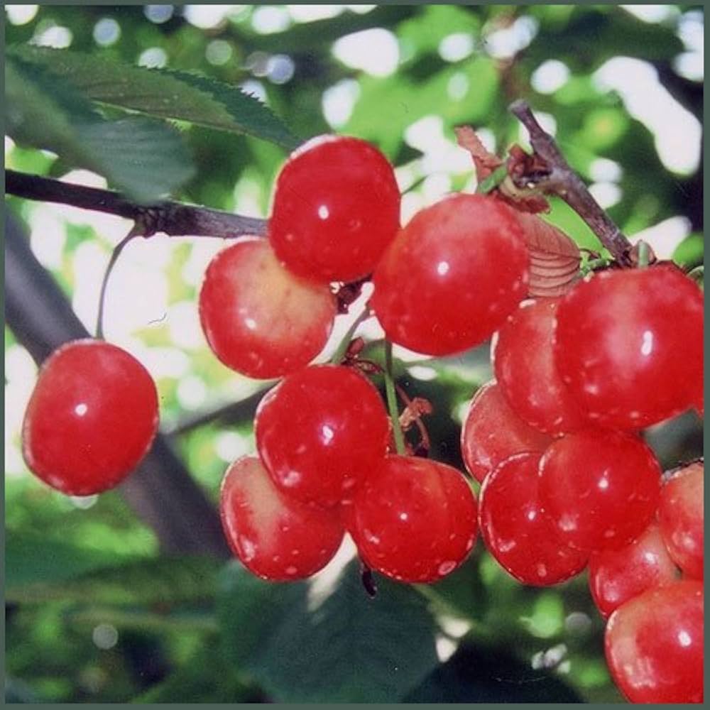 サクランボ 苗木　ナポレオン　１.7メートル健康な果樹の若木 Amazon | さくらんぼ苗木 ナポレオン 接木1年生苗 | 果物