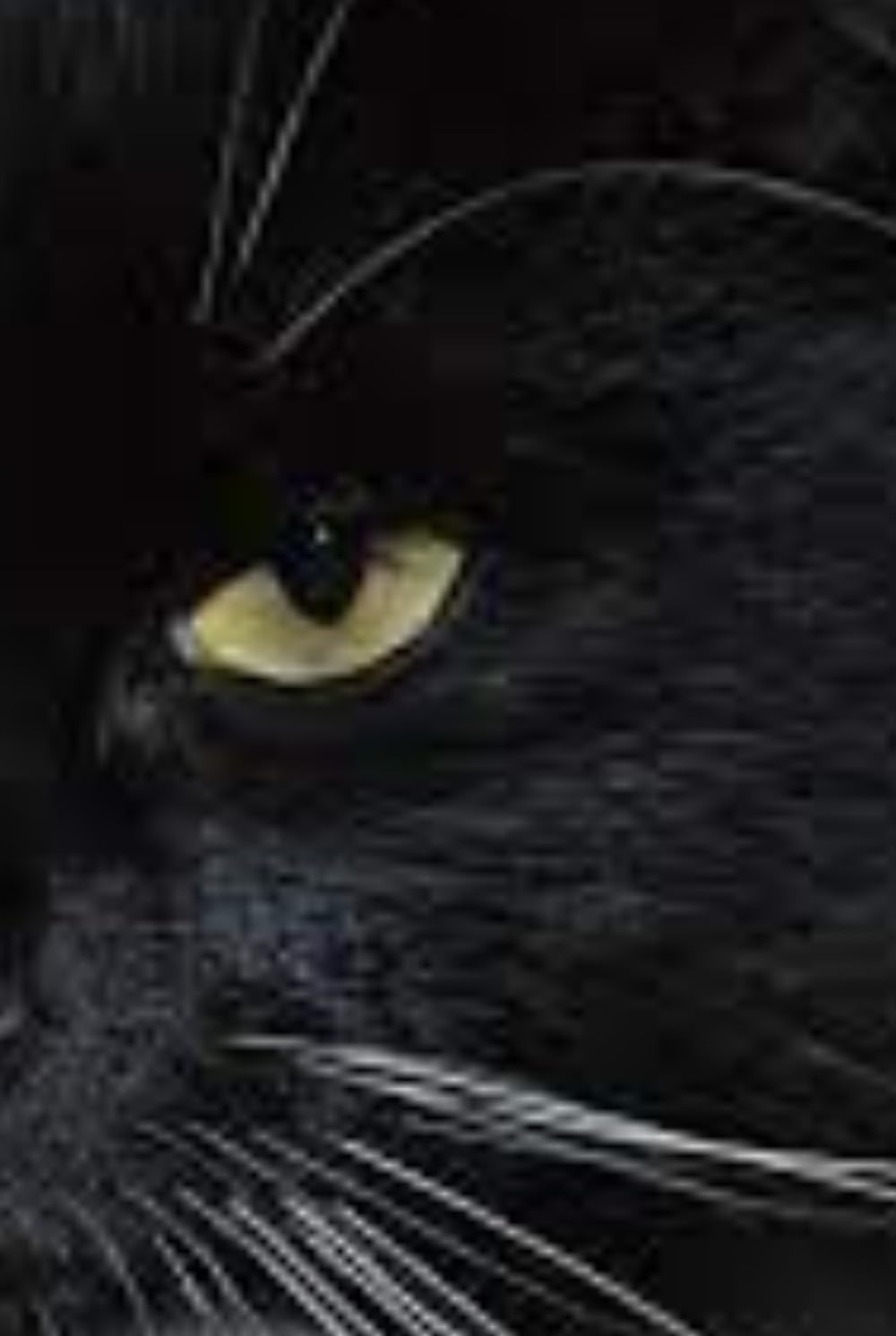 The Mythology of Cats: Felines in History, Myth, and Pop Culture (Mythology and history)