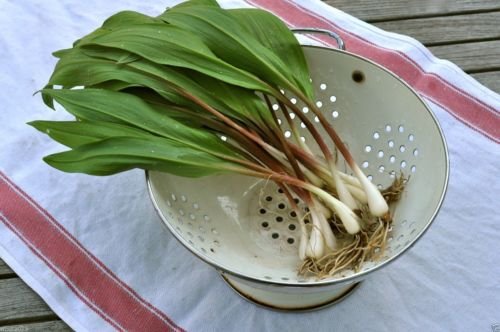 Semilla de puerro silvestre Ramp Allium tricoccum miembro sabroso de la familia de la cebolla Paquete de 1000 semillas