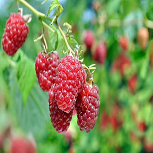Caroline Raspberry Plant: Your Guide To Growing Success