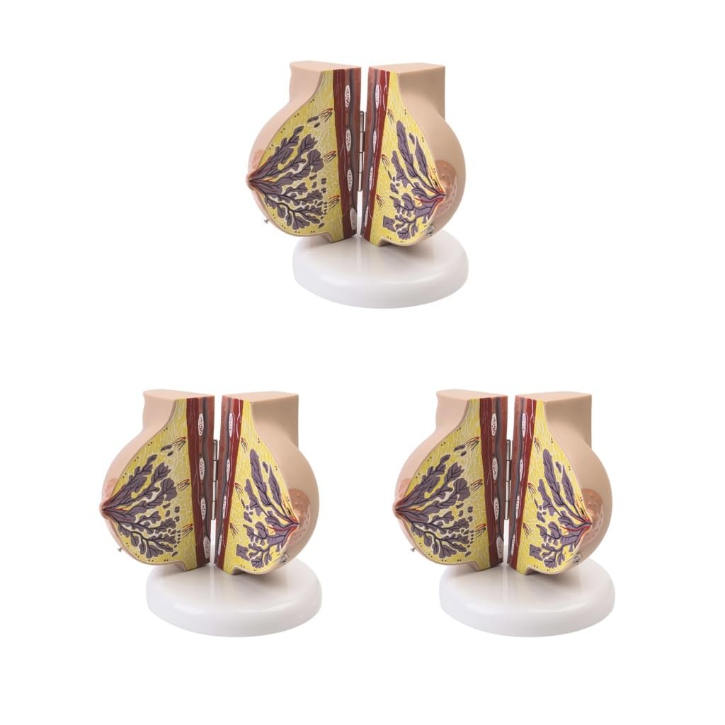 Juego de 3 modelos de lactancia materna para entrenamiento de enfermería, ayuda de enseñanza, accesorios para el aula