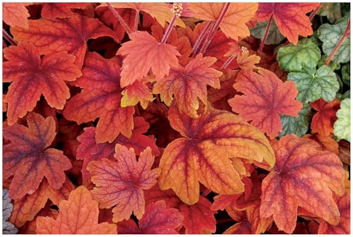 Stauden Gänge 10 x Heucherella Hybride 'Sweet Tea' im 1 Liter Topf (Staude/Winterhart/Bodendecker/Mehrjährig/Immergrün) Purpurglöckchen/Heuchera - Warme Farben für eine gemütliche Gartenoase