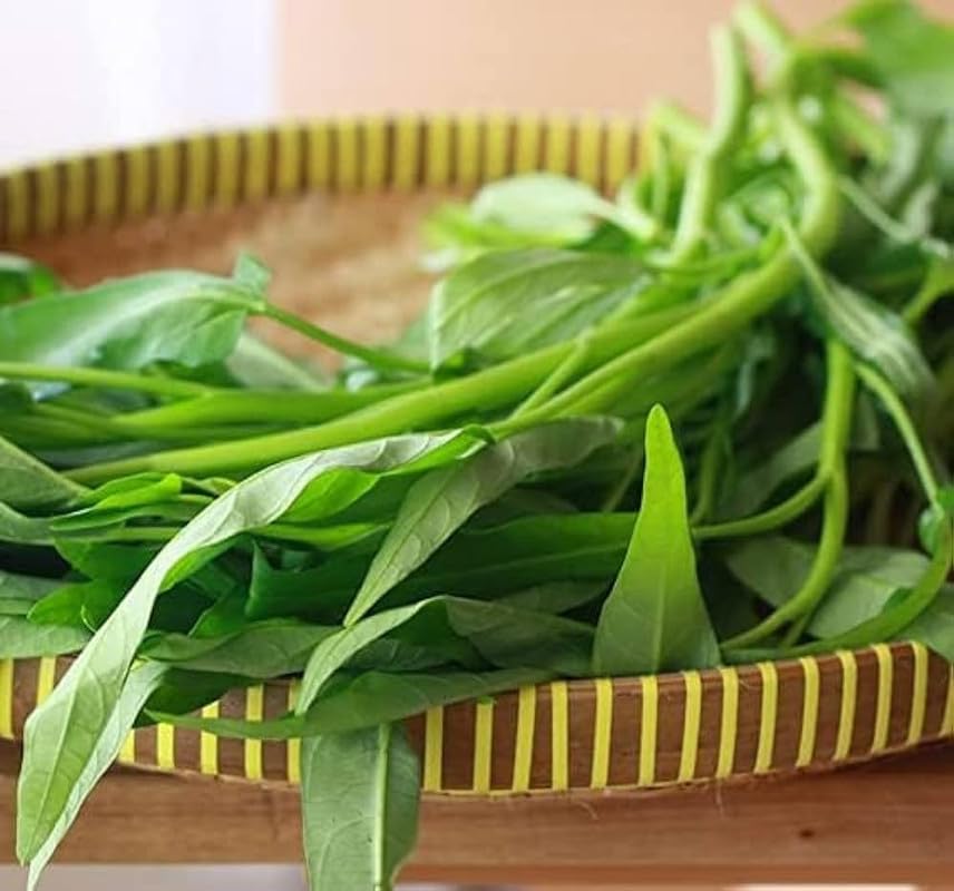 Green Water-Spinach Seeds Pack of 106-image-47