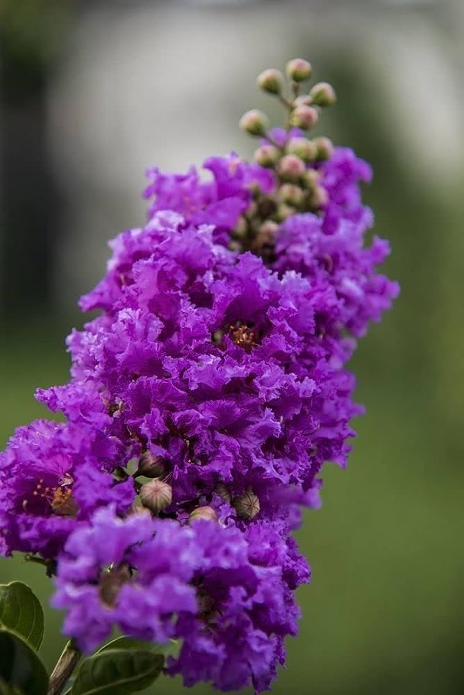 GreenEarth Nursery Beautiful Purple Lagerstroemia,Furush Flower Plant, Special Variety"