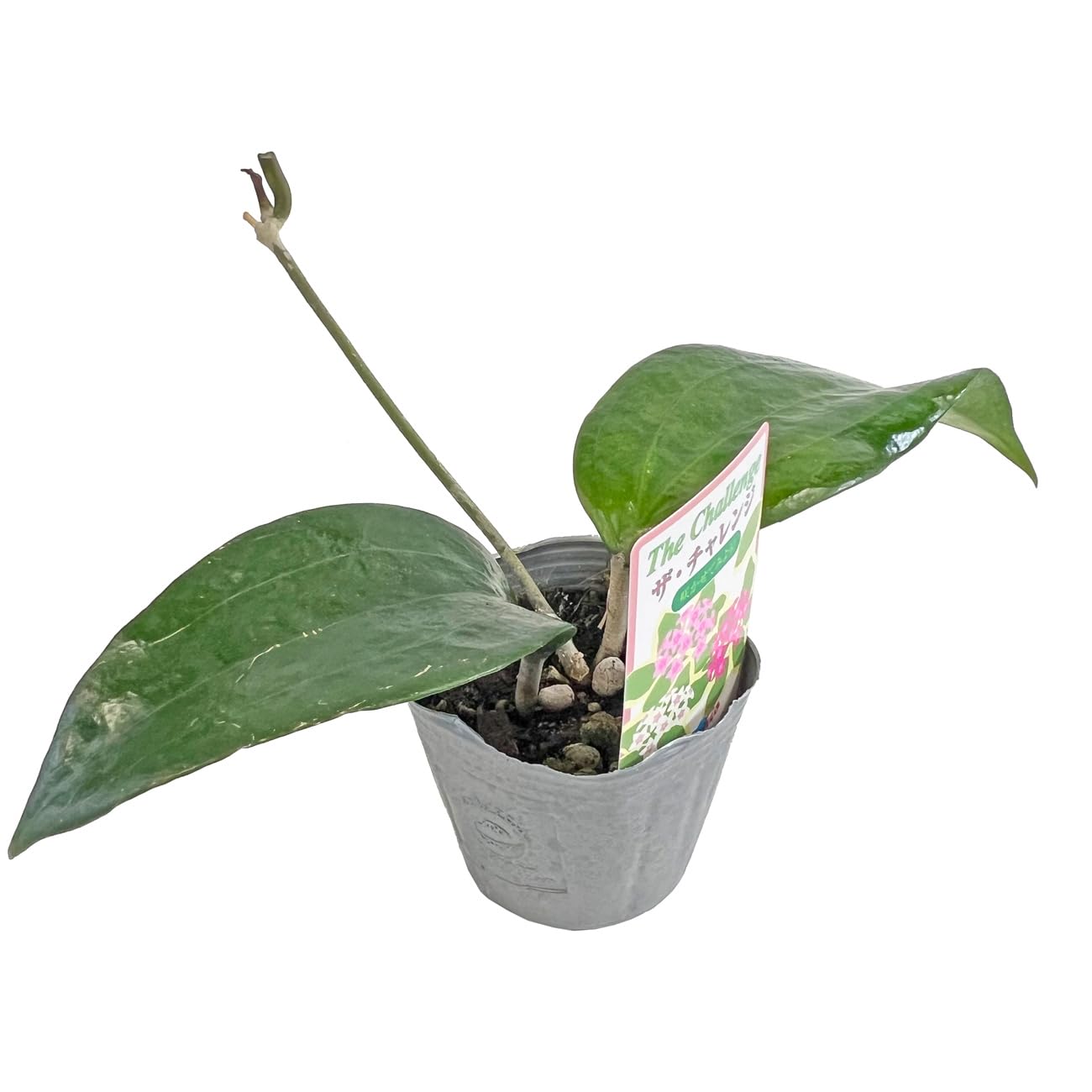 希少 hoya ホヤ peltata ④ 3号鉢 希少 hoya ホヤ peltata ④ 3号鉢 - メルカリ