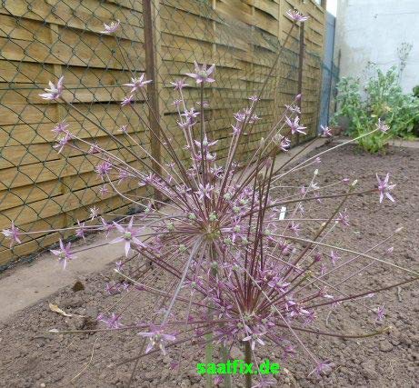 Blumenzwiebeln Alliumzwiebeln Allium schubertii (Wunderkerzenblume) (Feuerwerkslauch) (25 Zwiebeln)