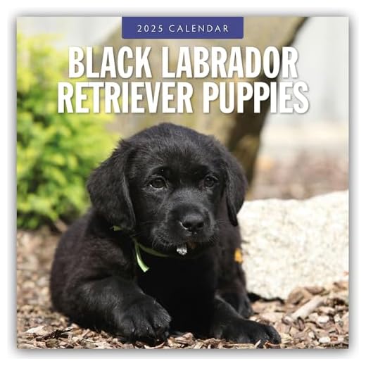 Black Labrador Retriever Puppies - Schwarze Labrador Retriever Welpen 2025 - 16-Monatskalender: Original Red Robin Publishing Ltd-Kalender [Mehrsprachig] [Kalender]