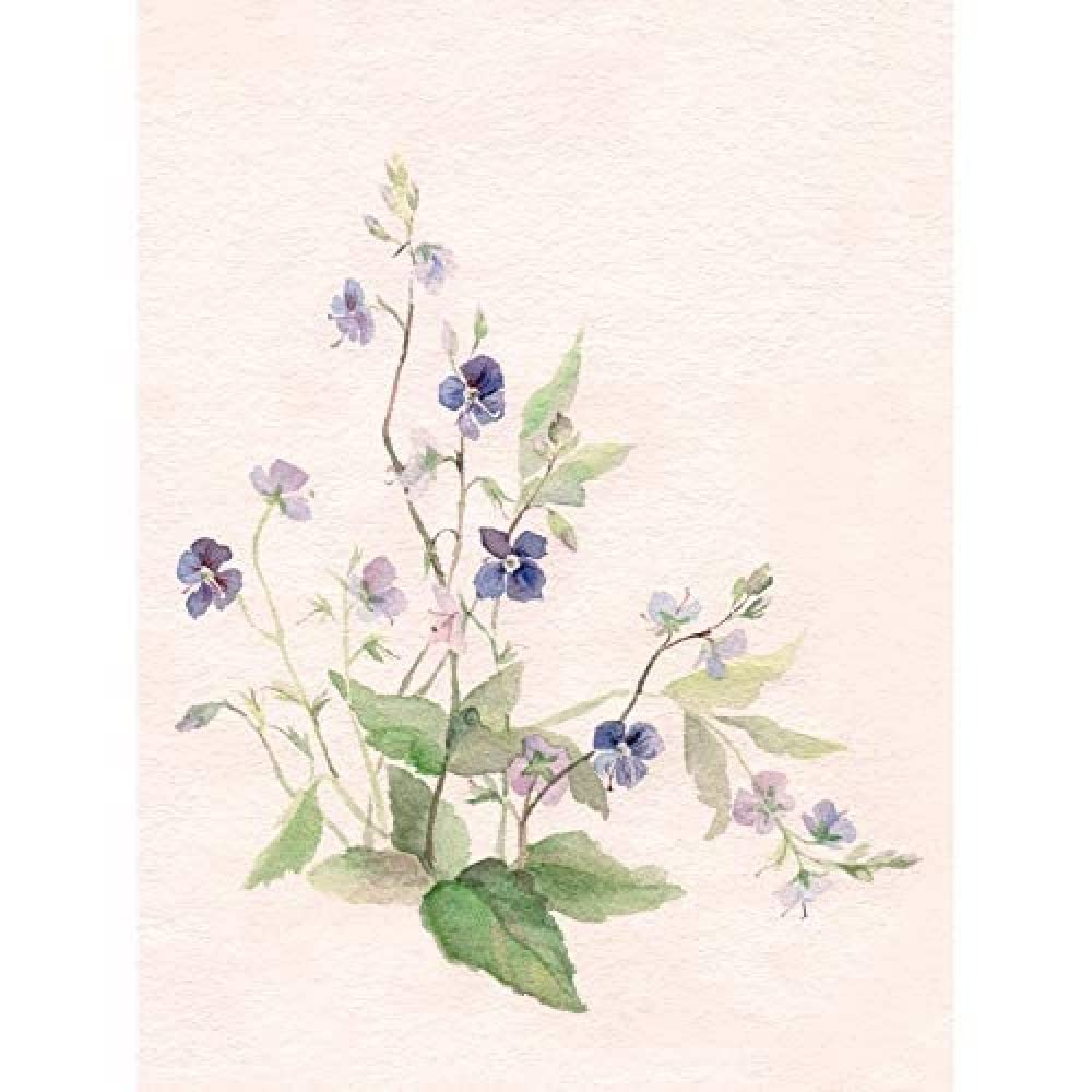 Wee Blue Coo Flower Veronica Watercolour Art Print Canvas Premium Wall Decor Poster