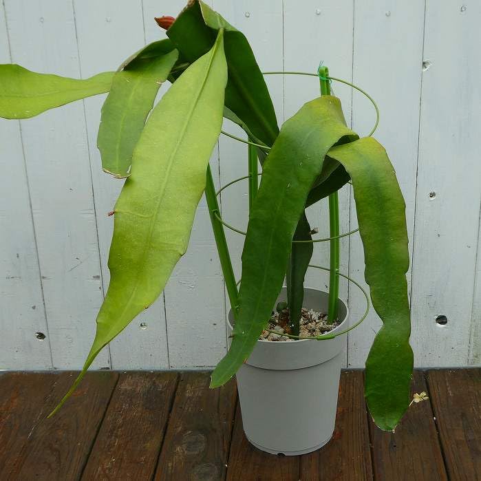 【開花株10年物の大株】月下美人 No.2 開花株10年物の大株】月下美人 No.2