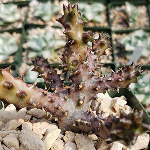 Edithcolea Grandis Cacti Cactus Succulent Real Live Plant #TOP3