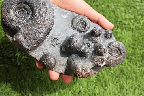 Image of Ammonite Fossil Natural Platyclymenia & Goniatites Plate Fossil from Morocco Rare Fossil Ammonite Fossil A57