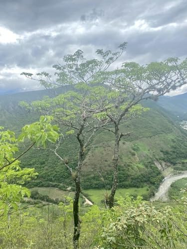 Ouro Verde, 2 Mudas de Ipê-verde - Cybistax antisyphilitica