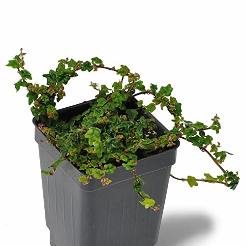 Ficus pumila 'Quercifolia minima', Tiny Oak Leaf Creeping Fig, Oak Leaf Ficus, terrarium plant, minuscule leaves, ContainerSize: 3" (2.6x3.5")