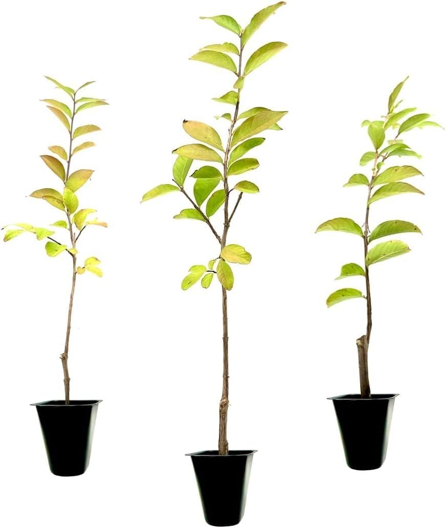 Crape Myrtle Tonto 10 Live Plants