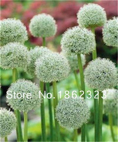 Semi Di Porro Giganteum Per Un Bel Giardino Confezione Da 100 Semi