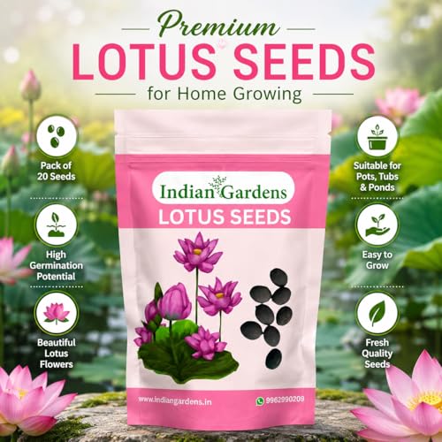 Image of Indian Gardens - Lotus Seeds for Planting | Premium Quality Lotus Flower Seeds | Suitable for Water Gardens, Containers, Ponds & Home Gardening
