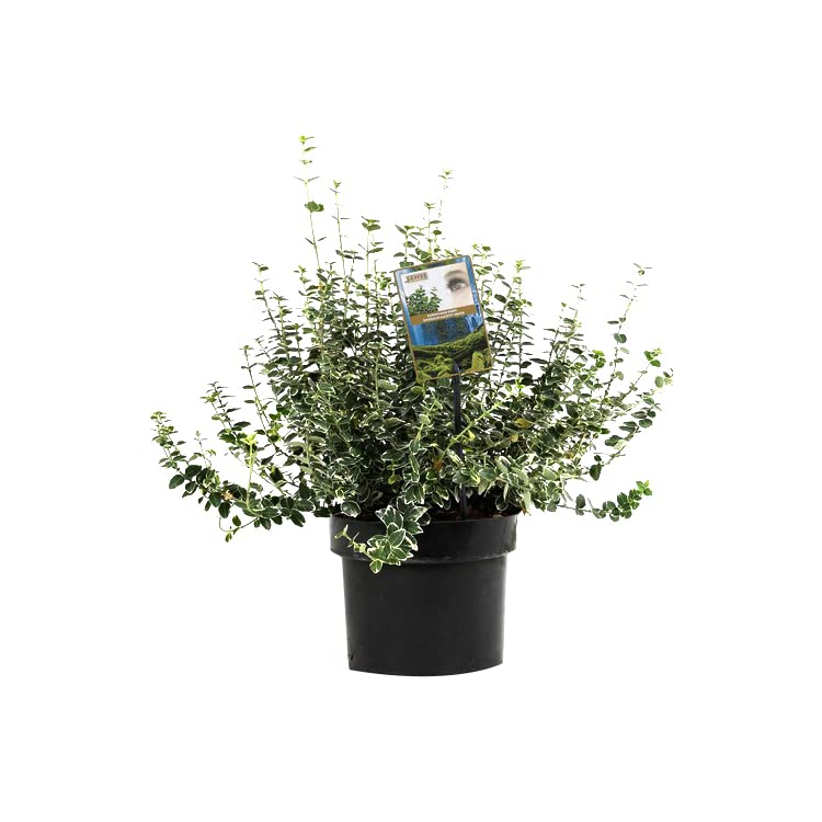 6x Evonimo – Euonymus fortunei 'Emerald Gaiety' – Vaso 9x9 cm – foglia variegata ornamentale