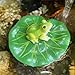 Gartenteich Deko Frosch Figur, Frosch Gartendeko Für Draußen Wetterfest, Frösche Teichfiguren Für Außen, Tiere Harz Statue Garten Deko, Froschfigur Gartenstatue Für Miniteich Garten Balkon