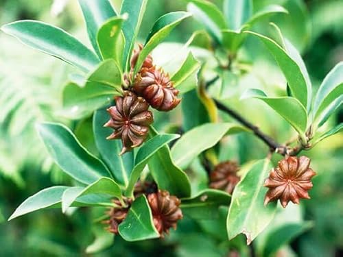 New Fresh 10pcs Illicium verum Plant Seeds Generic