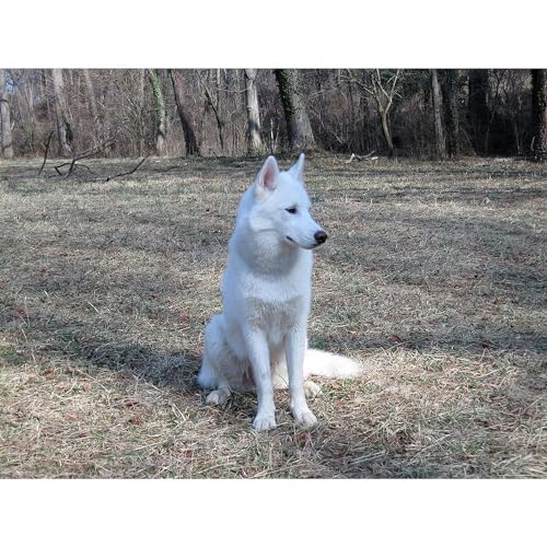 Taza de cerámica blanca Siberian Husky 11 oz miniatura 3