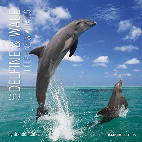 Télécharger Calendario da muro 30x30 cm dolphins and whales 2019 Gratuit