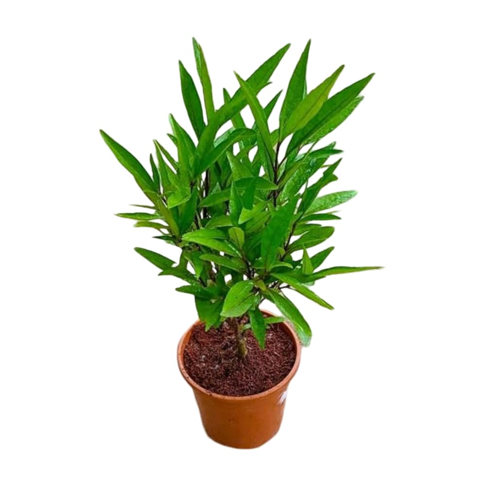ROOTVILLA Sukh-Shanti (Nirgundi) Jal Bahar Lucky medicine Plant with Pot (Pack of 1)-image-28