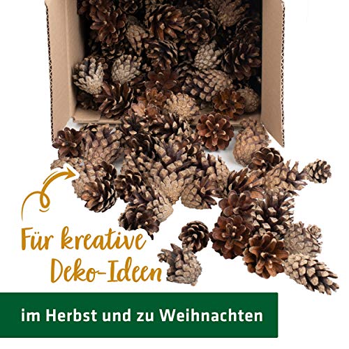 GARDIGO® Kiefernzapfen - ca. 80 Stück | Füllmaterial für Insektenhotel | Tannenzapfen zum Basteln von Weihnachtsdeko Herbstdeko | Christbaumschmuck Adventskranz Deko | Bastelmaterial Bastelbedarf