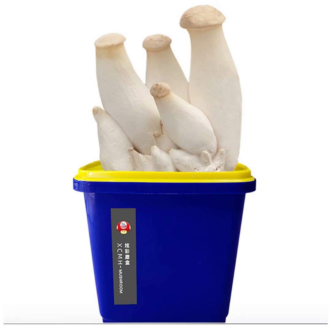 Buy Mushroom Grow Kit Beginner Mushroom Plug Spawn Edible Mycelium Plugs Start Kit, Grown Your