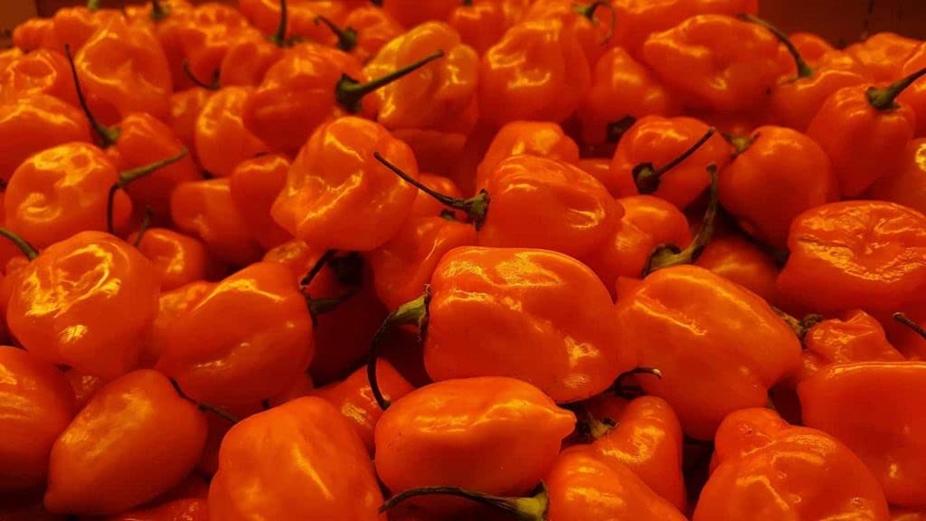 See full amazon price history chart for Golden Hills Farm hybrid Exotic Hottest Orange Habanero Chilli Pepper 40+ seeds Golden Hills Farm hybrid Exotic Hottest Orange Habanero Chilli Pepper 40+ seeds (B093DF3BND) Amazon Price History, Amazon Price Tracker