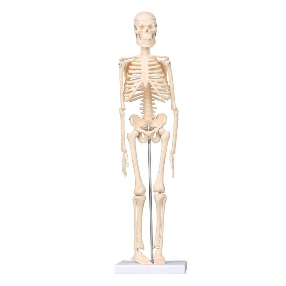 GTHTUHFD Educational Model 45Cm Human Model, Medical Model Human Bones For Medical Study And Teaching,Medical Models