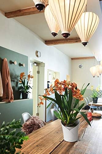 Miniatura 6 de Lechuza 13960 ORCHIDEA Maceta de riego automático para uso en interiores y exteriores, 7 x 7 x 8 pulgadas, color blanco