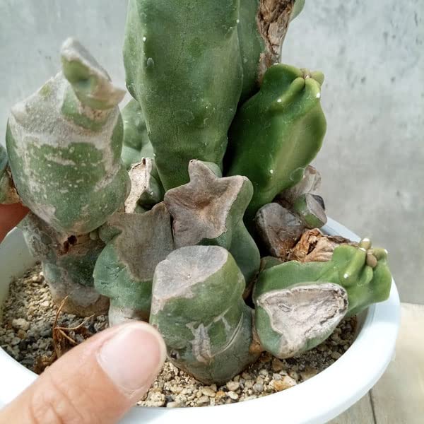 Amazon｜サボテン：ロホセレウス（福禄寿）ブランチ 5号鉢植え[多肉