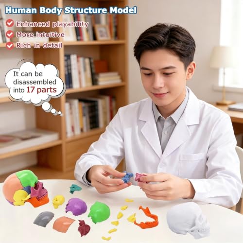 Image of Mini Human Skull Model,White Human Anatomy Exploded Skull,Removable 17 Parts Anatomy Skull Model for Study,Teaching Demonstration and Medical Education Display White
