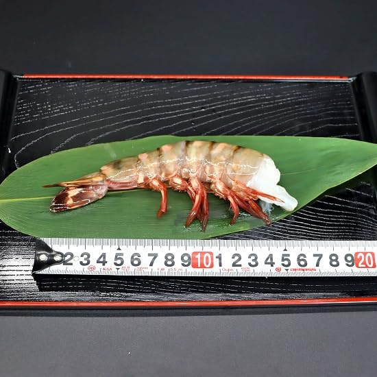 Amazon.co.jp: 超超超特大サイズ 約24尾～32尾入り 6/8サイズ 天然シー