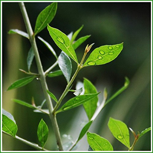 Creative Farmer Plant Seeds For Home Garden Mindie (Mehendi, Henna Tree) Border Plant Seeds Henna Seeds Kitchen Garden Seeds Pack (B078R69BQ6) Amazon Price History, Amazon Price Tracker